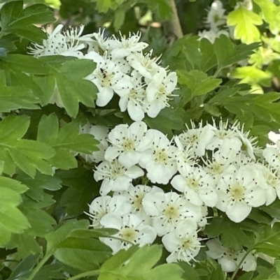 Crataegus monogyna (Hawthorn) at Yarramundi Grassland
 - 22 Oct 2021 by JaneR