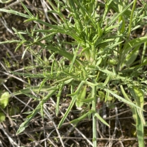 Eryngium ovinum at Yarralumla, ACT - 22 Oct 2021 04:53 PM