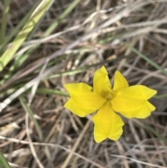 Goodenia pinnatifida (Scrambled Eggs) at Yarramundi Grassland
 - 22 Oct 2021 by JaneR