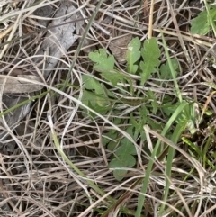 Goodenia pinnatifida at Yarralumla, ACT - 22 Oct 2021