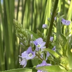 Veronica anagallis-aquatica (Blue Water Speedwell) at Lake Burley Griffin West - 22 Oct 2021 by JaneR
