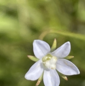 Wahlenbergia sp. at Yarralumla, ACT - 22 Oct 2021