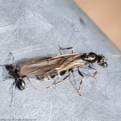 Iridomyrmex sp. (genus) (Ant) at Kama - 22 Oct 2021 by Roger
