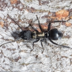 Polyrhachis ornata (Ornate spiny ant) at Molonglo Valley, ACT - 22 Oct 2021 by Roger