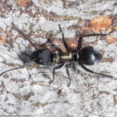 Polyrhachis ornata (Ornate spiny ant) at Kama - 22 Oct 2021 by Roger