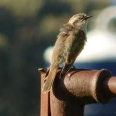 Chrysococcyx basalis (Horsfield's Bronze-Cuckoo) at Symonston, ACT - 22 Oct 2021 by CallumBraeRuralProperty