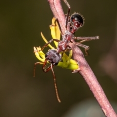 Myrmecia simillima (A Bull Ant) at Molonglo River Reserve - 22 Oct 2021 by Roger