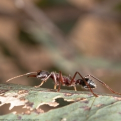 Myrmecia simillima at Molonglo Valley, ACT - 22 Oct 2021 01:37 PM