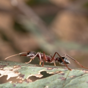 Myrmecia simillima at Molonglo Valley, ACT - 22 Oct 2021