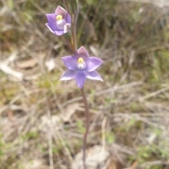 Thelymitra pauciflora (Slender Sun Orchid) at Stromlo, ACT - 22 Oct 2021 by Rebeccajgee