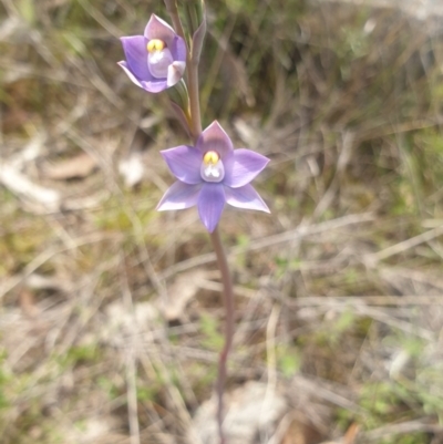 Thelymitra pauciflora (Slender Sun Orchid) at Stromlo, ACT - 23 Oct 2021 by Rebeccajgee
