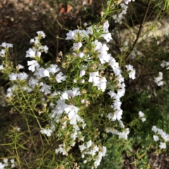 Westringia sp. at Hughes, ACT - 22 Oct 2021 by ruthkerruish