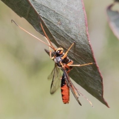 Ichneumonoidea (Superfamily) (A species of parasitic wasp) at Molonglo Valley, ACT - 22 Oct 2021 by Roger