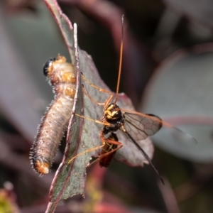 Ichneumonoidea (Superfamily) at Molonglo Valley, ACT - 22 Oct 2021 02:00 PM