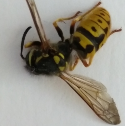 Vespula germanica (European wasp) at Red Hill, ACT - 23 Oct 2021 by HelenJ