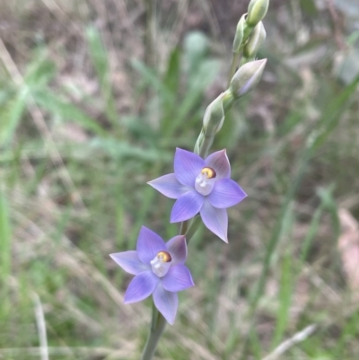 Thelymitra sp. (pauciflora complex) (Sun Orchid) at Bruce Ridge to Gossan Hill - 25 Oct 2021 by JVR