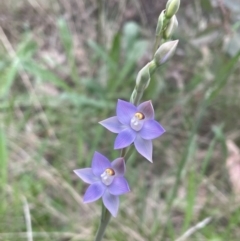 Thelymitra sp. (pauciflora complex) (A sun orchid) at Bruce, ACT - 25 Oct 2021 by JVR