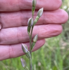 Thelymitra sp. (pauciflora complex) at Bruce, ACT - suppressed