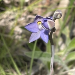 Thelymitra brevifolia (Short-leaf Sun Orchid) at Bruce Ridge to Gossan Hill - 23 Oct 2021 by JVR