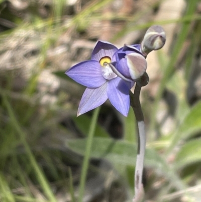Thelymitra brevifolia (Short-leaf Sun Orchid) at Bruce, ACT - 23 Oct 2021 by JVR