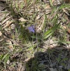 Thelymitra brevifolia at Bruce, ACT - 23 Oct 2021