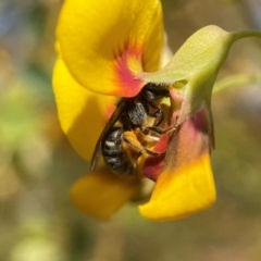 Lasioglossum (Chilalictus) sp. (subgenus) (Halictid bee) at Sth Tablelands Ecosystem Park - 22 Oct 2021 by PeterA