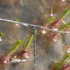 Austrolestes leda (Wandering Ringtail) at Farrer Ridge - 23 Oct 2021 by Shazw