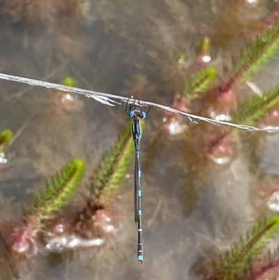 Austrolestes leda (Wandering Ringtail) at Farrer Ridge - 23 Oct 2021 by Shazw