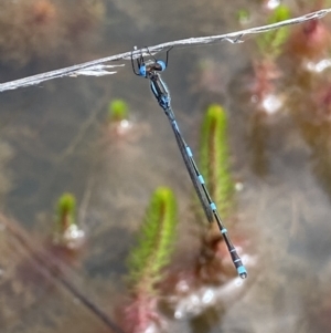 Austrolestes leda at Wanniassa, ACT - 23 Oct 2021