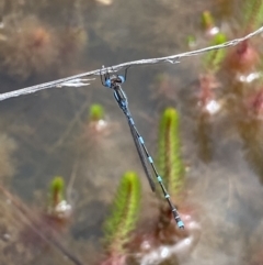 Austrolestes leda at Wanniassa, ACT - 23 Oct 2021