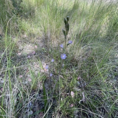 Thelymitra brevifolia (Short-leaf Sun Orchid) at Aranda Bushland - 23 Oct 2021 by lbradley