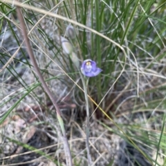 Thelymitra brevifolia at Aranda, ACT - 23 Oct 2021