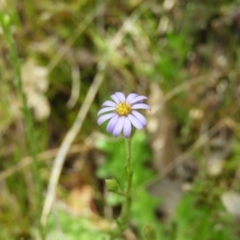 Vittadinia cuneata var. cuneata (Fuzzy New Holland Daisy) at Kambah, ACT - 22 Oct 2021 by MatthewFrawley