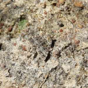 Dichromodes disputata at Kambah, ACT - 22 Oct 2021