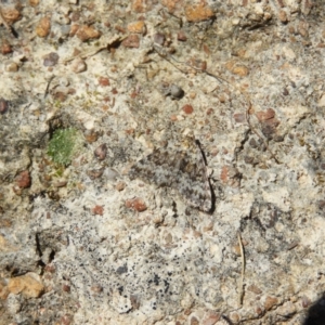 Dichromodes disputata at Kambah, ACT - 22 Oct 2021