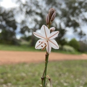 Asphodelus fistulosus at Ainslie, ACT - 21 Oct 2021