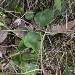 Corysanthes sp. (A Helmet Orchid) at Jerrabomberra, NSW by AJB