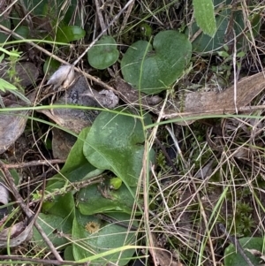 Corysanthes sp. at suppressed - 22 Oct 2021