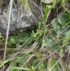 Corysanthes sp. at suppressed - 22 Oct 2021