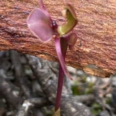 Chiloglottis trapeziformis (Diamond Ant Orchid) at Mount Jerrabomberra - 21 Oct 2021 by AJB