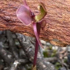 Chiloglottis trapeziformis (Diamond Ant Orchid) at Mount Jerrabomberra QP - 21 Oct 2021 by AJB