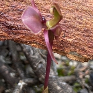 Chiloglottis trapeziformis at Jerrabomberra, NSW - suppressed