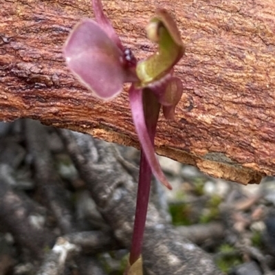 Chiloglottis trapeziformis (Diamond Ant Orchid) at Mount Jerrabomberra QP - 21 Oct 2021 by AJB