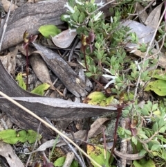 Chiloglottis trapeziformis at Jerrabomberra, NSW - suppressed