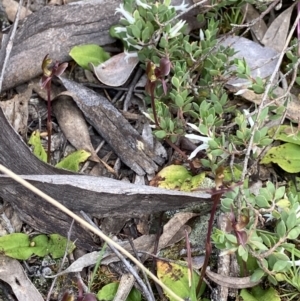 Chiloglottis trapeziformis at Jerrabomberra, NSW - suppressed