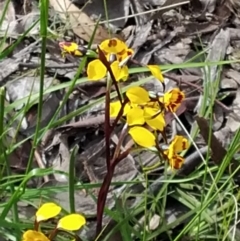 Diuris semilunulata (Late Leopard Orchid) at Farrer, ACT - 23 Oct 2021 by croweater