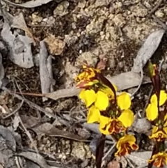 Diuris semilunulata at Farrer, ACT - 23 Oct 2021