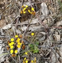 Diuris semilunulata at Farrer, ACT - 23 Oct 2021