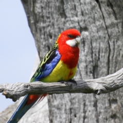 Platycercus eximius (Eastern Rosella) at Farrer Ridge - 23 Oct 2021 by MatthewFrawley