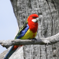 Platycercus eximius (Eastern Rosella) at Farrer, ACT - 23 Oct 2021 by MatthewFrawley